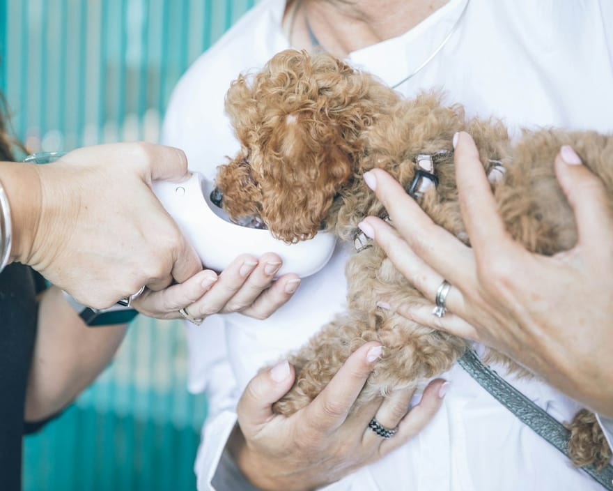 A young dog held and cared for during a clinic visit